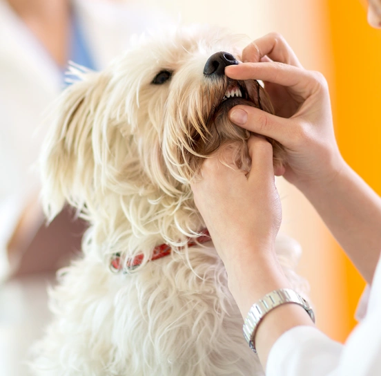 Veterinarian checking dogs teeth