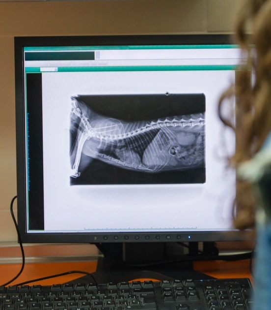 Pet xray is checked by veterinarian