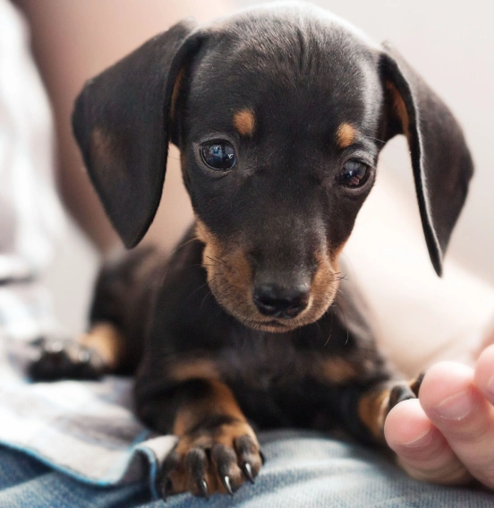 Little puppy sitting on owner lap