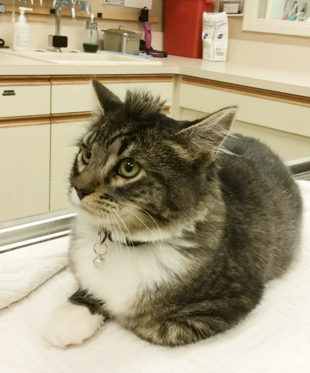 Black and white furry cat resting on ben in veterinary center