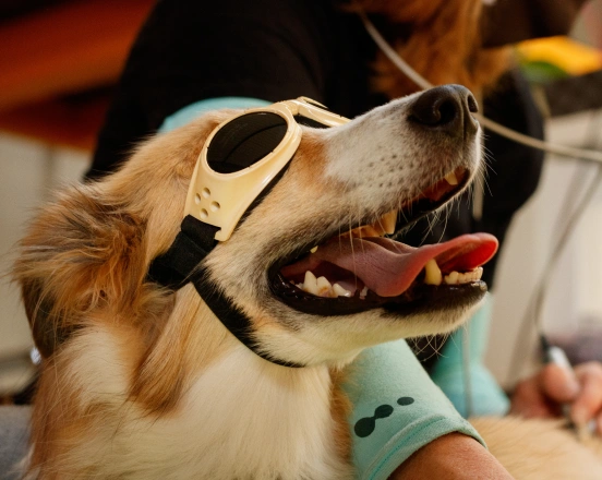 furry dog under leser surgery