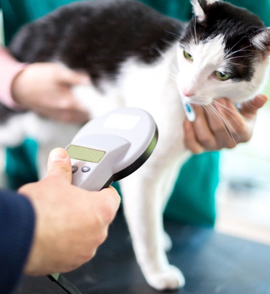 Cat undergoing checkup