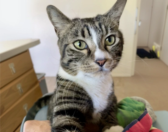 Cat looking at the camera sitting on the lap