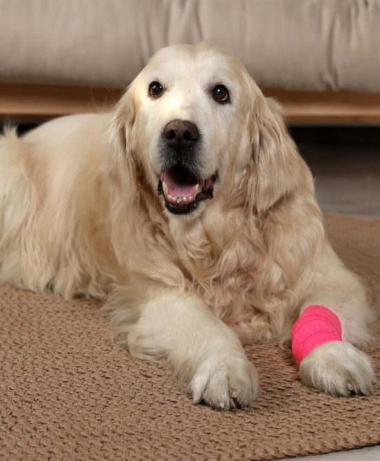 Injured dog got its treatment