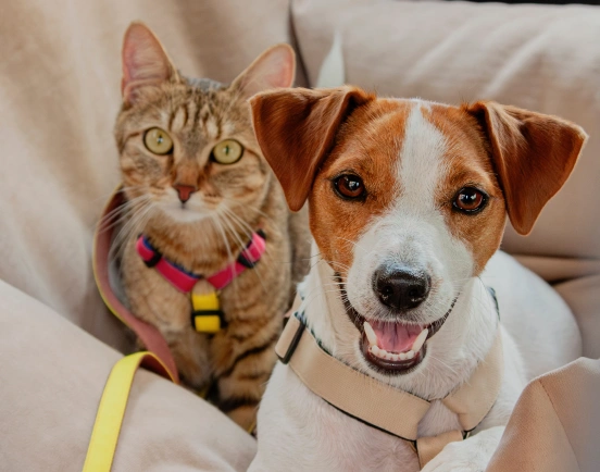 happy dog and cat sitting on the couch