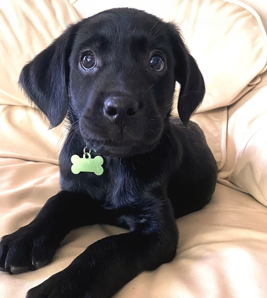 Black Labrador Pup sitting in a couch