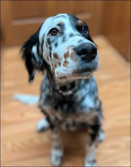 English Setter dog with black, white, and brown spotted coat sitting on a wooden floor looking up at the camera