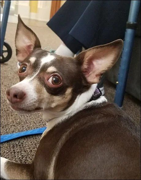 Brown and white Chihuahua with large ears on a blue leash looking over its shoulder at the camera