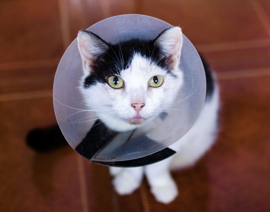 Veterinarian performing soft tissue surgery on a pet