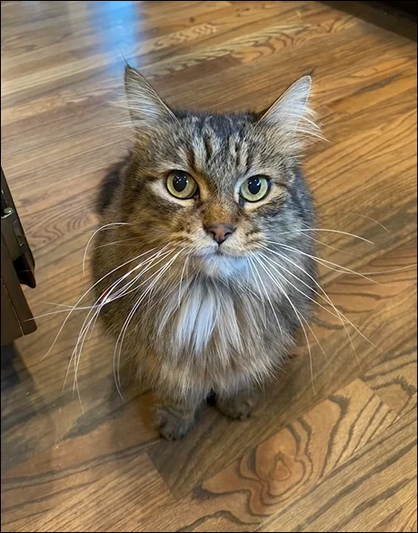 Fluffy tabby cat with yellow and blue eyes on wooden floor