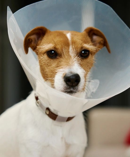 Dog after sugury looking at the camera
