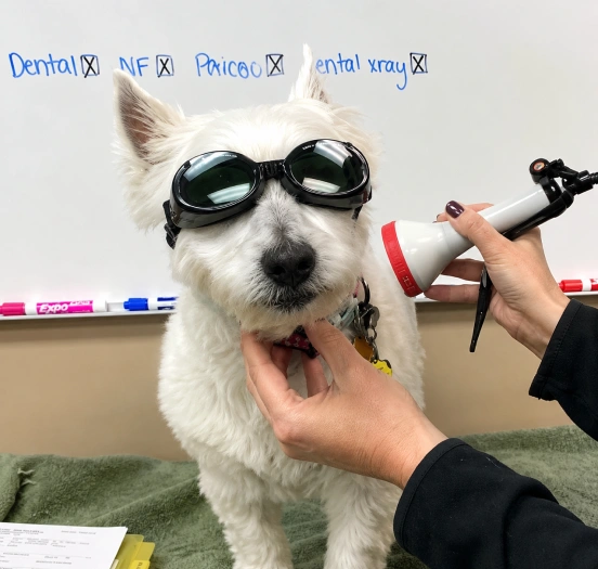 dog with goggles under lesar treatment
