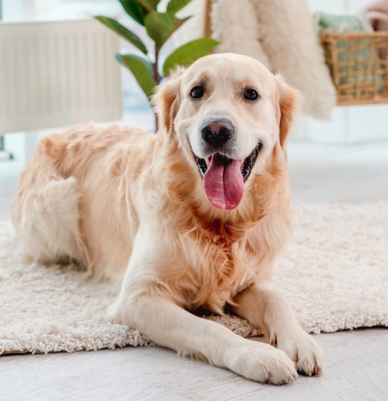 Golden retriever sitting on a mat