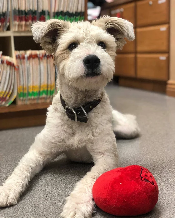 White and gray Schnauzer mix with a black collar lying on a clinic floor next to a red plush toy