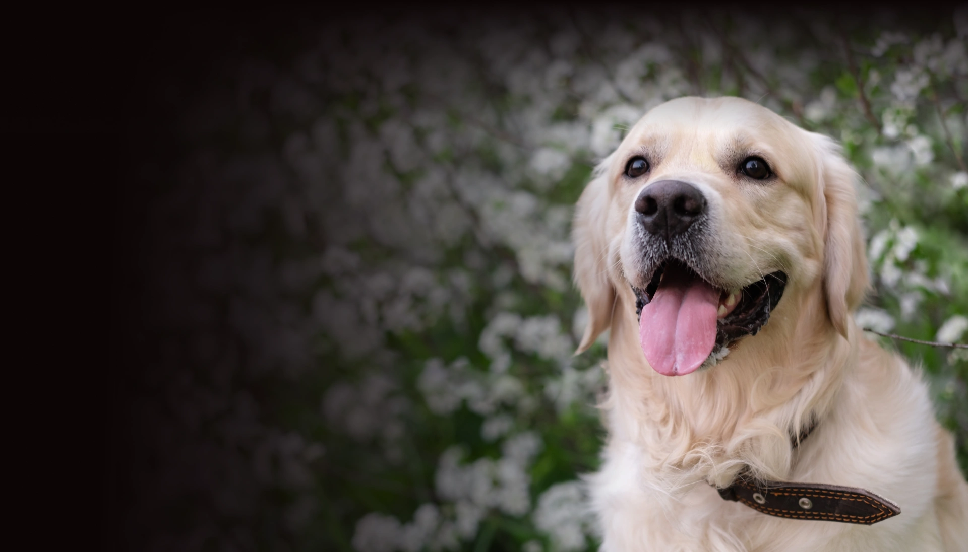 Healthy golden retriever dog outdoors – Countryside Veterinary Hospital